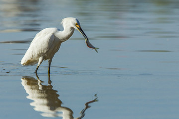 Snowy Egret with Catch at Low Water