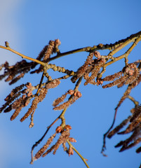 Blooming silver poplar. Silver poplar tree in spring. Poplar