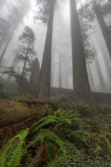 Naklejka na ściany i meble USA, California. Early morning mist in the redwood forest, Redwood National Park