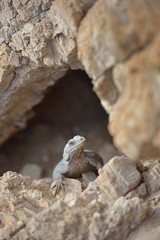 USA, California, Death Valley, Small lizard on the rock, Titus Canyon.