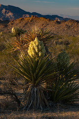 USA, California. Flowering Mojave yucca (Yucca schidigera) and pencil cholla (Cylindropuntia arbuscula with boulders in Joshua Tree National Park
