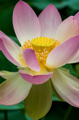 USA, California, Central Coast, Santa Barbara, lotus bloom