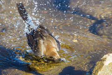 Obraz premium Great Tailed Grackle Splish-Splash in a Bath