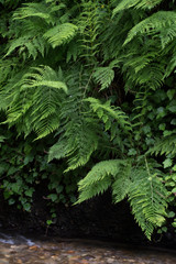 USA, California. Fern Canyon