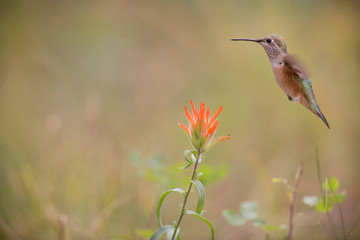 USA, Colorado, Woodland Park. Broad-tailed hummingbird and Indian paintbrush flower. 