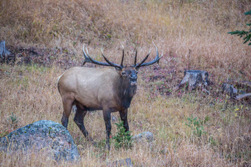 Naklejka na ściany i meble USA, Colorado, Rocky Mountain National Park. Male elk bugling. Credit as: Cathy & Gordon Illg / Jaynes Gallery / DanitaDelimont.com
