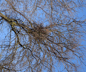 Bird's nest in the branches of cherry plum. Thick branches protect the nest.