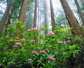 USA, California, Redwood NP. Rhododendron bloom at the foot of towering redwoods in Redwood...