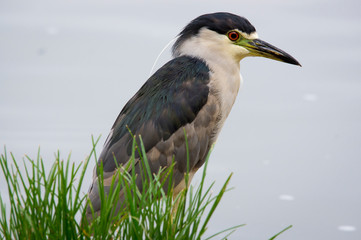 Black-crowned night heron, Los Angeles, California