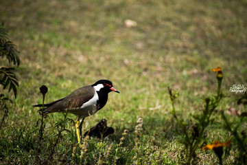 bird on grass