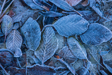 USA, California, Yosemite National Park. Fallen leaves in morning frost