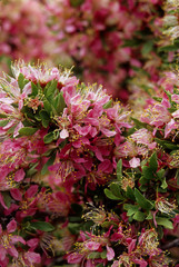 California: Mono Lake, Black Point, blossoms of desert peach ('Prunus andersonii').