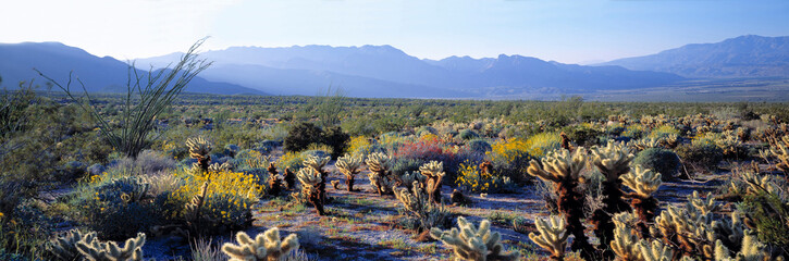 USA, California, Anza-Borrego DSP. Late light illuminates these cholla in Anza-Borrego DSP,...