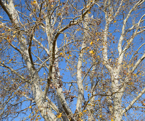 Background of the branches of a silver poplar. Autumn tree.