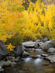 USA, California, Eastern Sierra. Bishop Creek during autumn