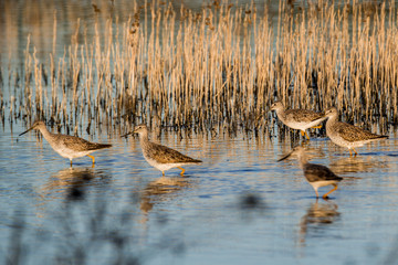 USA, California, Central Valley, San Joaquin River Valley, San Luis National Wildlife Refuge, wetlands and waterfowl, Lesser yellowlegs (Tringa flavipes) wading by the reeds
