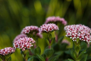 Pink and White Succulent Blooms