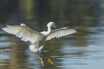 Snowy Egret with Catch landing along the shore of Lake Murray, San Diego, California
