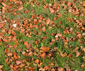 Textural background from fallen leaves of a poplar. An autumn ca