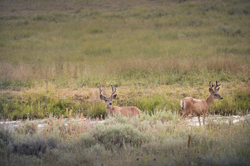 Fototapeta na wymiar USA, Colorado, San Juan Mountains. Mule deer in meadow stream. 