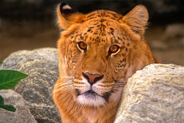 USA, California, Los Angeles County. Portrait of ligress, a lion/tiger hybrid, at Wildlife...