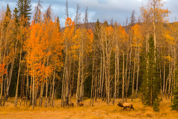 Fototapeta premium USA, Colorado, Rocky Mountain National Park. Bull elk and females in forest. Credit as: Cathy & Gordon Illg / Jaynes Gallery / DanitaDelimont.com