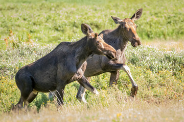 Naklejka na ściany i meble USA, Colorado, Cameron Pass. Yearling twin moose. 