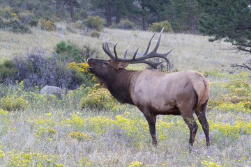 North America - USA - Colorado - Rocky Mountain National Park. Wapiti (American elk) - Cervus elaphus nelsoni