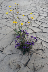 USA, California. Desert Gold (Geraea canescens) and Phacelia (Phacelia) growing out of mud cracks in Death Valley National Park