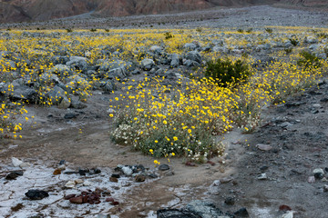 Obraz premium USA, California. Superbloom of Desert Gold (Geraea canescens) wildflowers on the desert floor Death Valley National Park