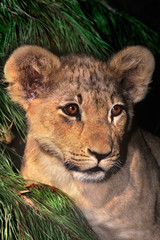USA, California, Los Angeles County. African lion cub at Wildlife Waystation. (Wildlife Rescue) 
