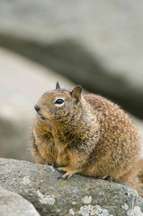 USA, CA, Morro Bay, California Ground Squirrel (Spermophilus beecheyi)