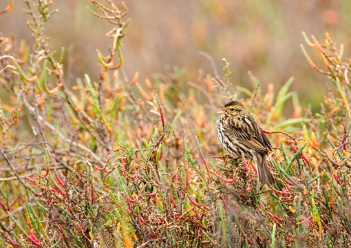 USA, California, Huntington Beach, Bolsa Chica Lagoon. Endangered Belding's savannah sparrow singing. 