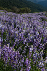 Obraz premium USA, California. Lupine blooming on the hillside along Bald Hills Road