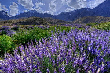 USA, California, Sierra Nevada Mountains. Inyo bush lupine blooms and mountains.  - obrazy, fototapety, plakaty