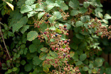 Brombeeren (rubus) Strauch