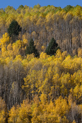 USA, Colorado. Autumn yellow aspen and fir trees, Uncompahgre National Forest