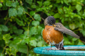 USA, California, La Mesa. American robin (Turdus migratorius)