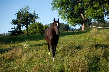 Pferd frontal auf der Koppel. schwarzes Pferd rennt frei auf der Wiese