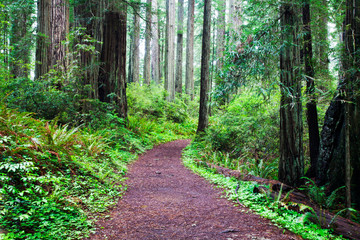 Hiking Trail in the Redwoods