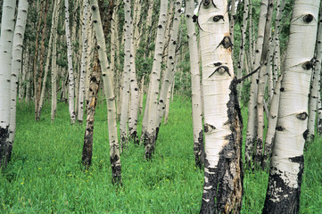 Aspen trees in Colorado.