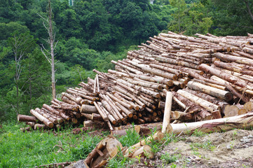 原木の貯木場