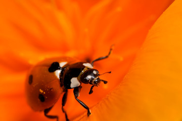 USA, California. Ladybug on a poppy. Credit as: Christopher Talbot Frank / Jaynes Gallery / DanitaDelimont.com