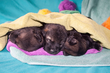 Sleeping German Shepherd Puppies, California