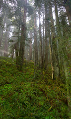 Obraz premium Redwood Trees in Morning Fog with Sunrays