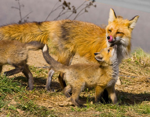 USA, Colorado, Breckenridge. Red fox mother with kits. 