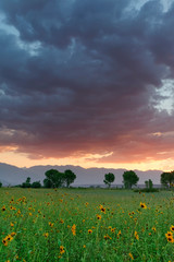 USA, California, Sierra Nevada Mountains. Sunflowers in Owens Valley at sunset. 