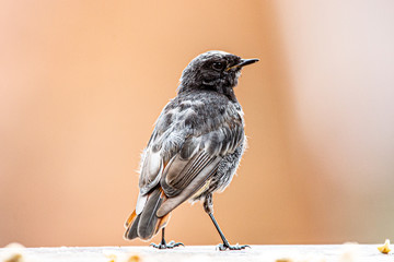 Redstart