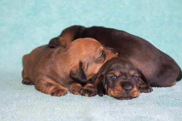 Doxen puppies (MR)