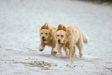 Golden Retrievers running on a sandy beach
